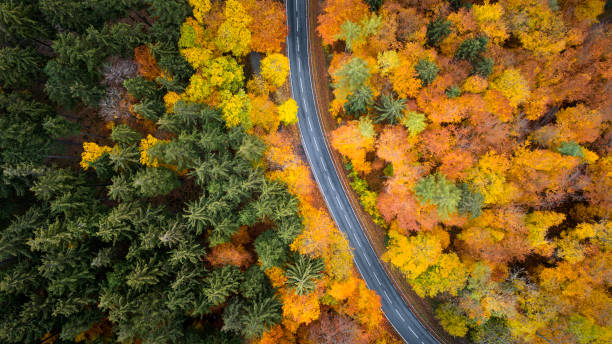 istock Road through autumnal forest - aerial view 1066644316