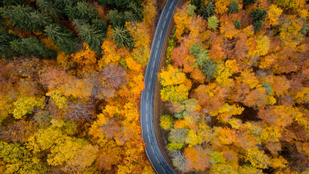 istock Road through autumnal forest - aerial view 1066644360