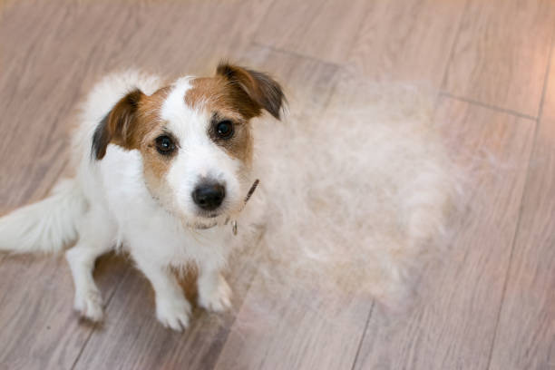 FURRY JACK RUSSELL DOG, SHEDDING HAIR DURING MOLT SEASON, LOOKING UP WITH SAD EXPRESSION. FURRY JACK RUSSELL DOG, SHEDDING HAIR DURING MOLT SEASON, AFTER ITS OWNER  BRUSHED OR GROOMING LOOKING UP WITH SAD EXPRESSION. pet loss stock pictures, royalty-free photos & images