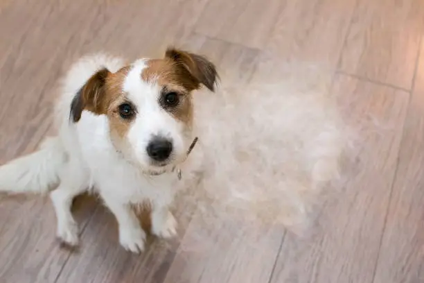 FURRY JACK RUSSELL DOG, SHEDDING HAIR DURING MOLT SEASON, AFTER ITS OWNER  BRUSHED OR GROOMING LOOKING UP WITH SAD EXPRESSION.