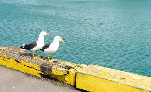 Two blackback gulls together on yellow barrier on eadge of wharf.