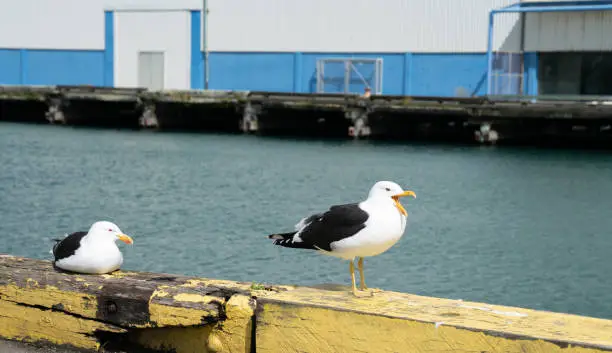 Two blackback gulls together on yellow barrier on edge of wharf one standing beak open yarning