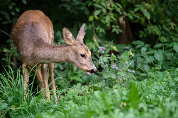 istock Roe deer in forest, Capreolus capreolus. Wild roe deer in nature. 1066650434