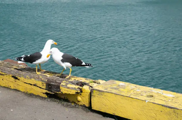 Two blackback gulls together on yellow barrier on edge of wharf.