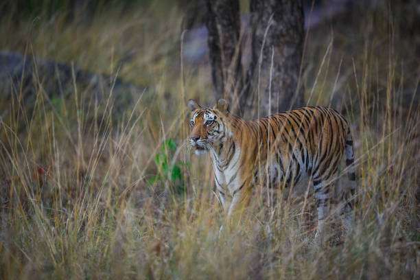 futura madre, una tigre incinta dal parco nazionale di kanha, india - claw rainforest outdoors close up foto e immagini stock