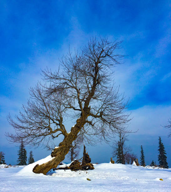 Gulmarg is a town, a hill station, a popular skiing destination and a notified area committee in the Baramula district of the Indian state of Jammu and Kashmir. The town is situated in the Pir Panjal Range in the western Himalayas.