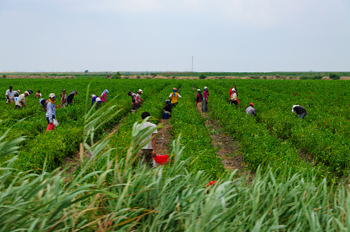Tuzla, Adana, Turkey - July 27, 2010: Seasonal agriculture and farming workers. Farm workers collecting crop in field.