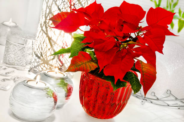 istock Winter Rose and decoration 1066652878