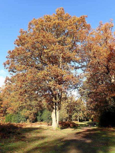 istock Oak tree in autumn, Chorleywood Common 1066653342