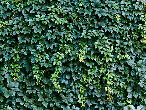 istock background of green shoots and leaves 1066656894