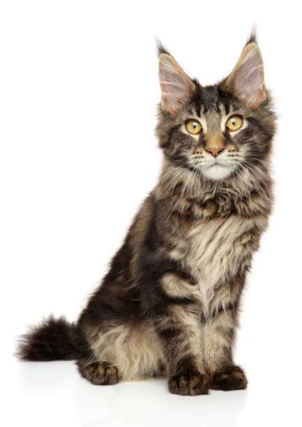 istock Maine Coon kitten sitting on white background 1066660984