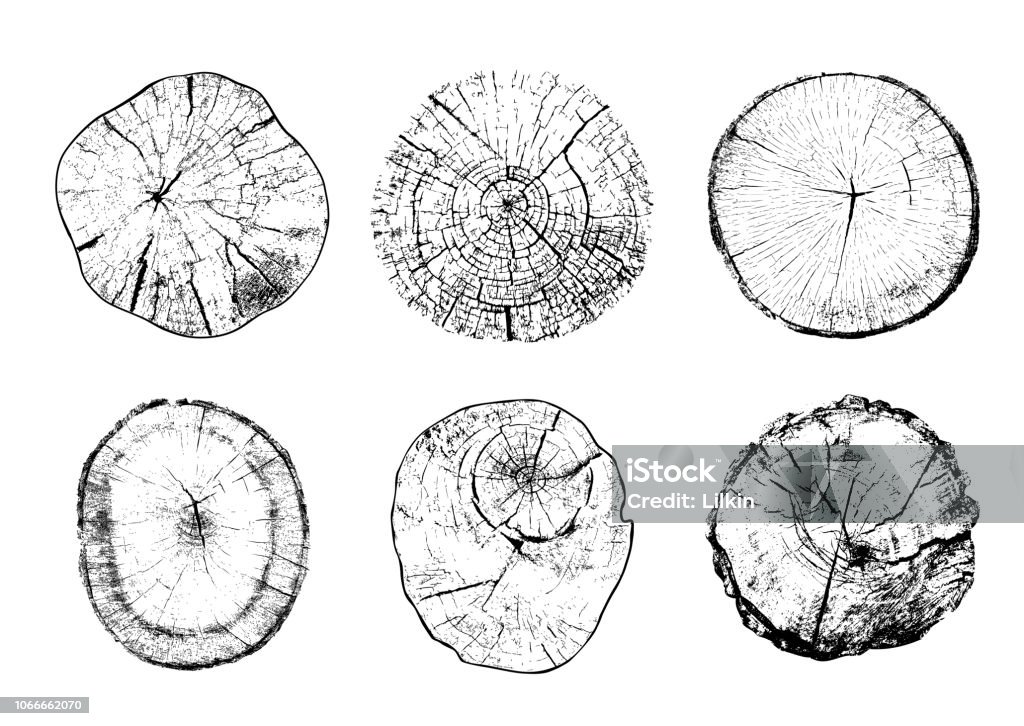 Cut tree trunks in vector Set of cut tree trunks with circular rings isolated on white background. Textures of wood logs. Black and white vector illustration Wood - Material stock vector