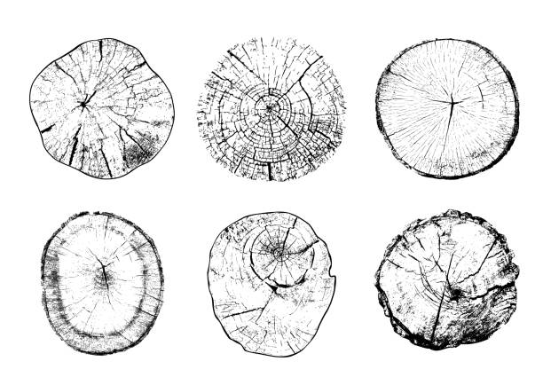 Cut tree trunks in vector Set of cut tree trunks with circular rings isolated on white background. Textures of wood logs. Black and white vector illustration tree designs stock illustrations