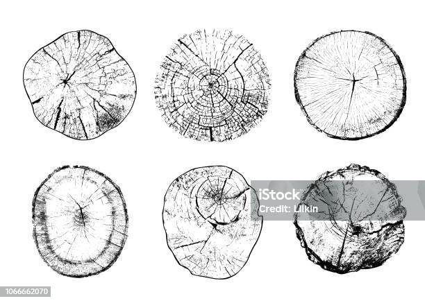 Cut Tree Trunks In Vector Stock Illustration - Download Image Now - Wood - Material, Textured, Wood Grain