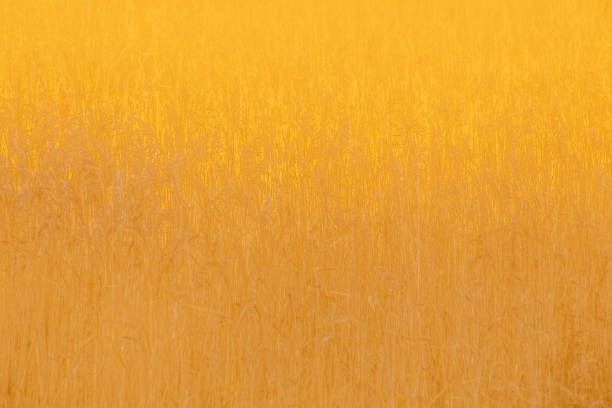 Opaque Golden Reeds on an Autumn Evening
