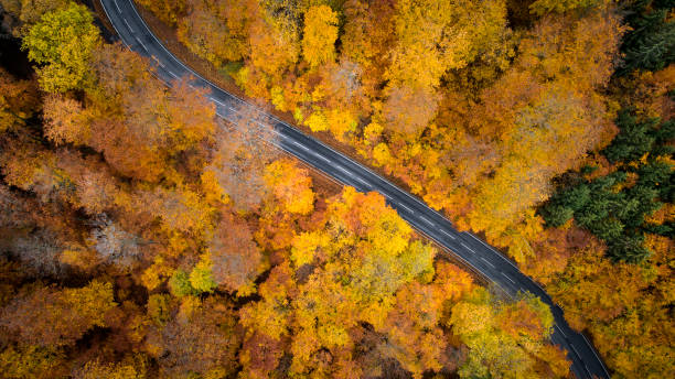 istock Road through autumnal forest - aerial view 1066664842