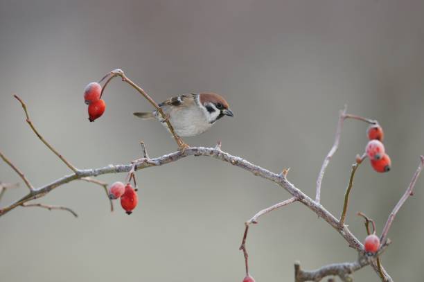 воробей дерева (пассер монтанус) - tree sparrow стоковые фото и изображения