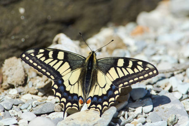 istock Butterfly Papilio machaon (Old World swallowtail) sits on the rocks and basks in the spring sun. 1066669620