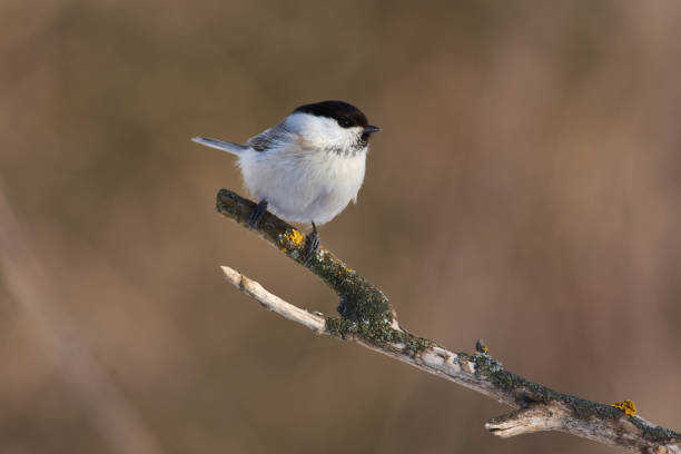 istock Willow tit (Poecile montanus) sits on a branch covered with lichen on a sunny day in a forest park. 1066669664