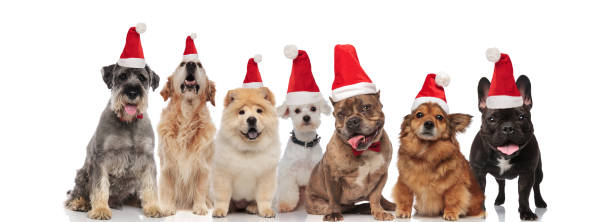 istock seven cute santa dogs of different breeds panting 1066669712