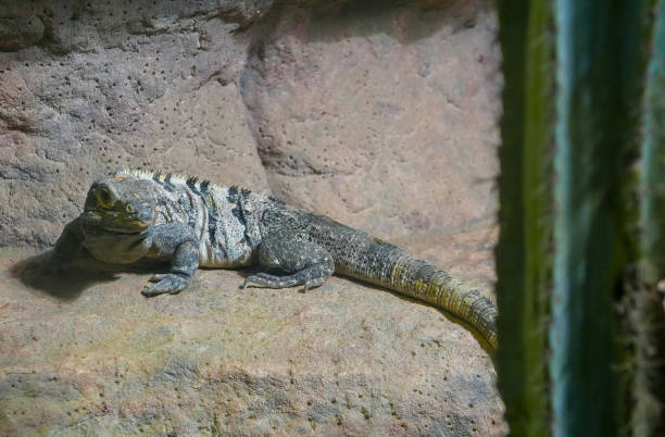 istock rhinoceros iguana 1066669808
