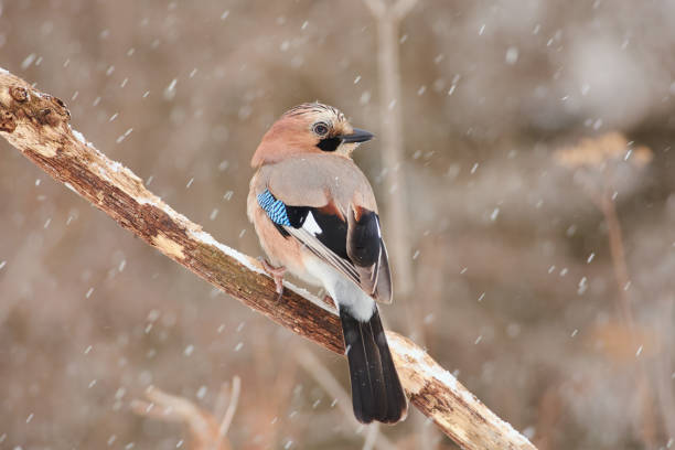 istock Eurasian jay (Garrulus glandarius) sits on a oak branch half-turned under the falling snow in a forest park. 1066669810