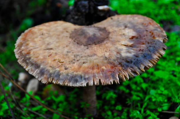 istock wild mushrooms on the ground 1066669814