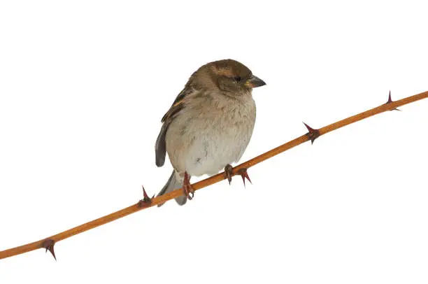 House sparrow (Passer domesticus) sits on a branch with thorns (isolated on white background).