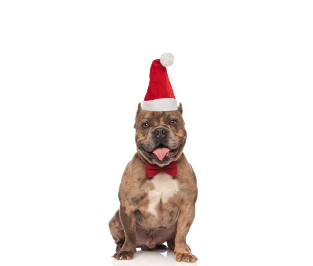 istock elegant american bully with santa cap sitting and panting 1066669866