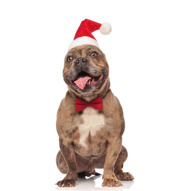 istock elegant american bully with santa cap sitting and panting 1066669922
