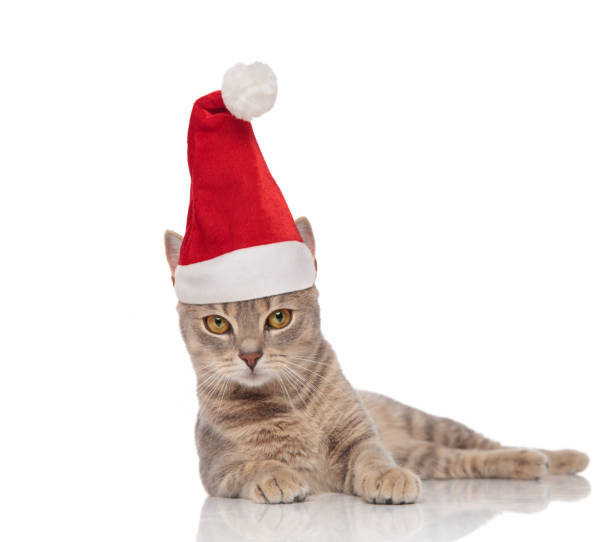 istock lovely grey cat dressed as santa claus lying on side 1066670048