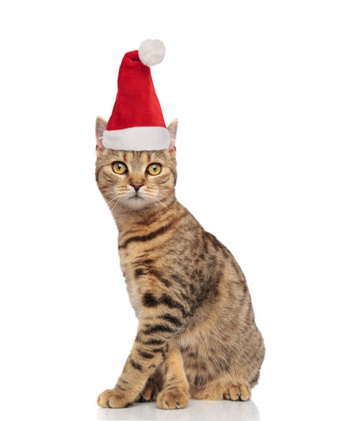 istock adorable tabby cat wearing a santa hat sitting 1066670100