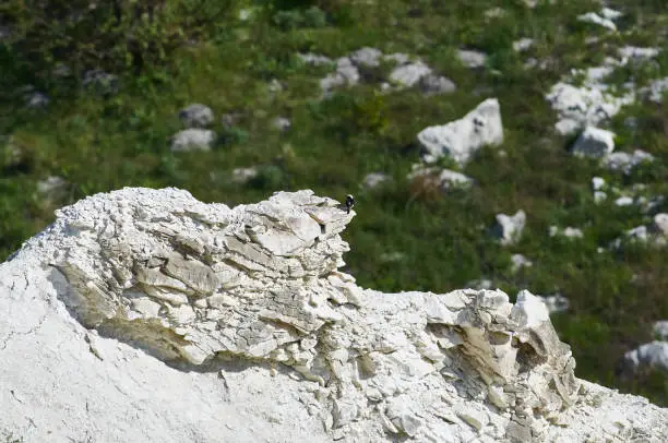 Pied wheatear (oenanthe pleschanka) sits on an impressive stone wall of a chalk gully.