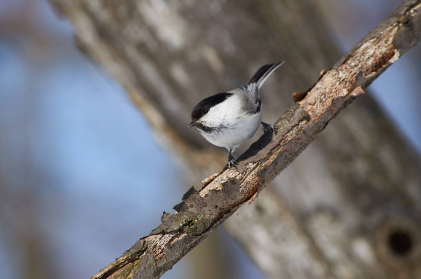 istock Willow tit (Poecile montanus) sits on a branch on a sunny day in a forest park. 1066670170
