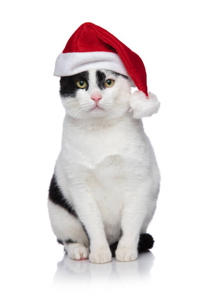 adorable black and white metis cat with santa cap sitting on white background