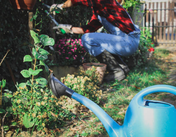 istock gardener is trimming the green hedge 1066670288