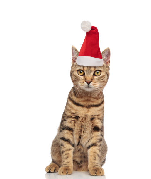 istock cute santa cat with stripes and red hat sits 1066670380