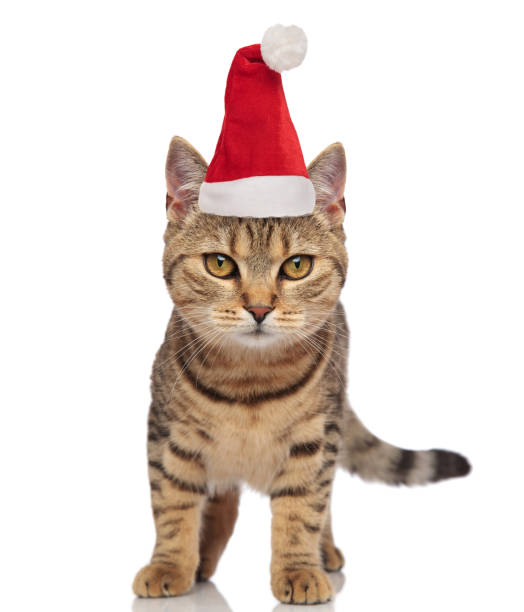 istock lovely santa cat with stripes standing 1066670388