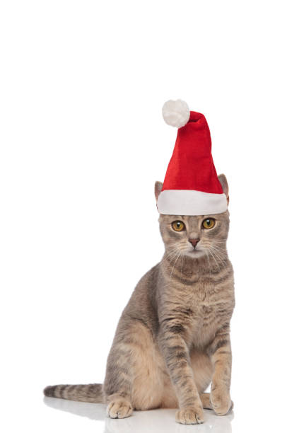 istock adorable seated santa cat with yellow eyes 1066670432