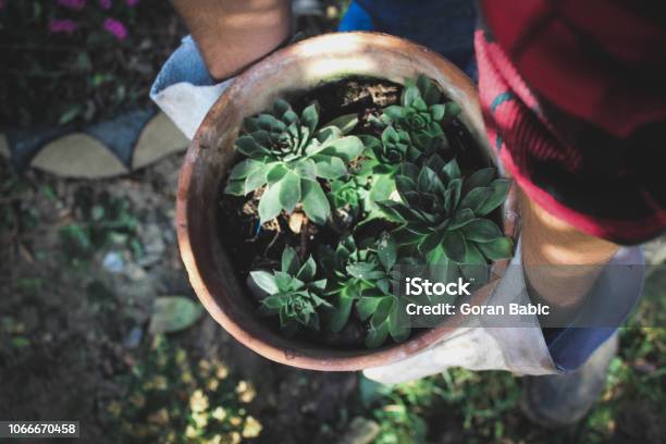 Gardener With Pots In His Hands Is Planned Arrangement Stock Photo - Download Image Now