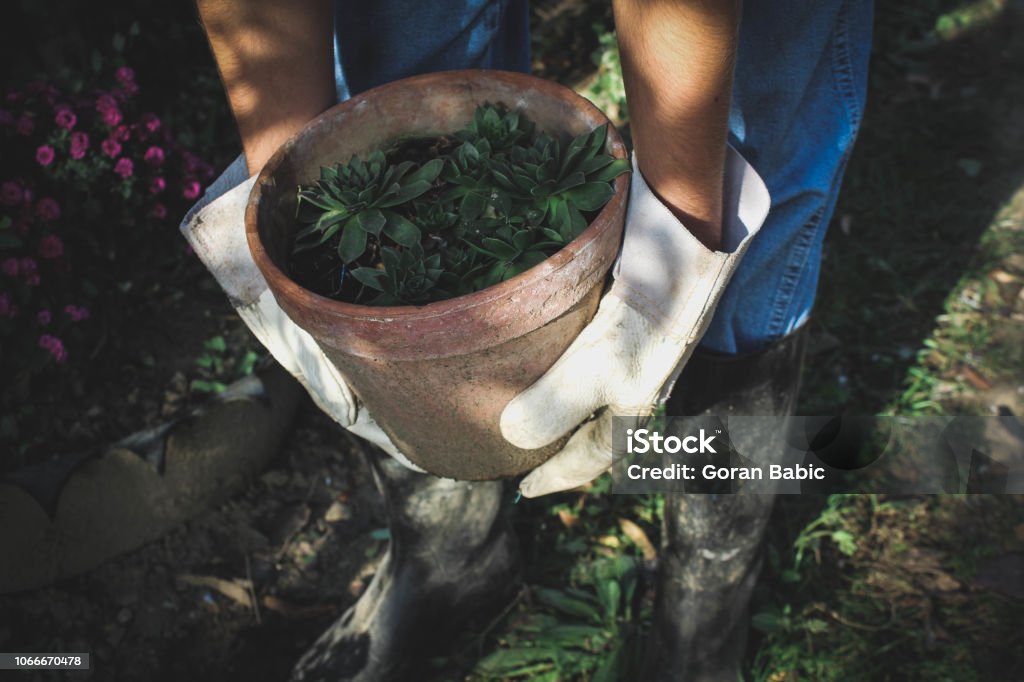 Gardener with pots in his hands is planned arrangement Achievement Stock Photo