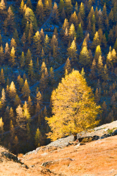Larch forest near Matterhorn on the route near the famous lakes Grunsee and Stellisee. Golden trees on rocky ground shine at sunset and dawn