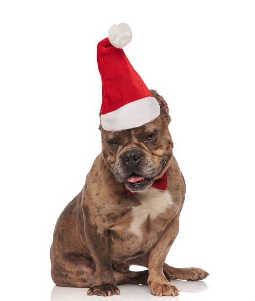 istock adorable american bully with santa hat looks down while sitting 1066670608