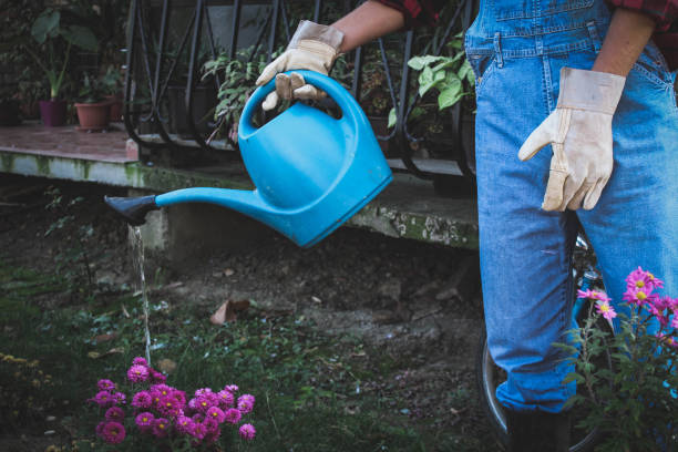 istock Watering flowers. Gardening 1066670614