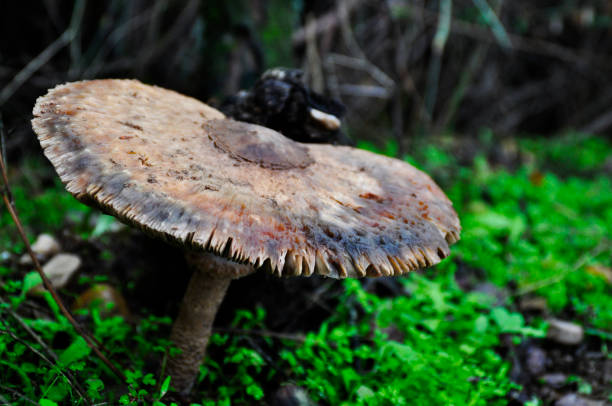 istock wild mushrooms on the ground 1066670624