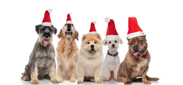 istock group of five dogs wearing santa hats panting 1066672136