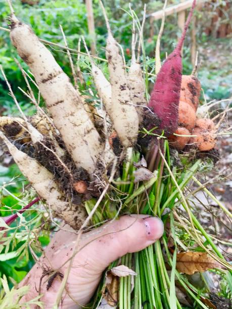 istock Bunch of Carrots Recently Picked from the Garden 1066673012