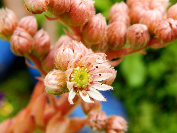 flowers sempervivum ermanicum in the garden macro