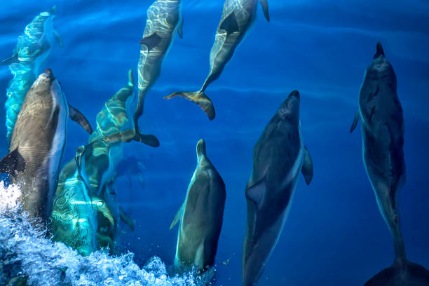 istock Group of many wild free dolphins under the surface 1066678404