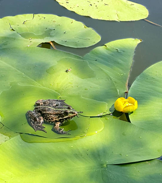 istock The frog sits on a leaf of a water-lily 1066678500
